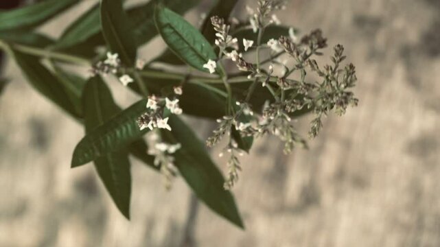 Close-up of the flowering plant Aloysia citrodora known as cedron, citron, lemon verbena or lemon verbena.