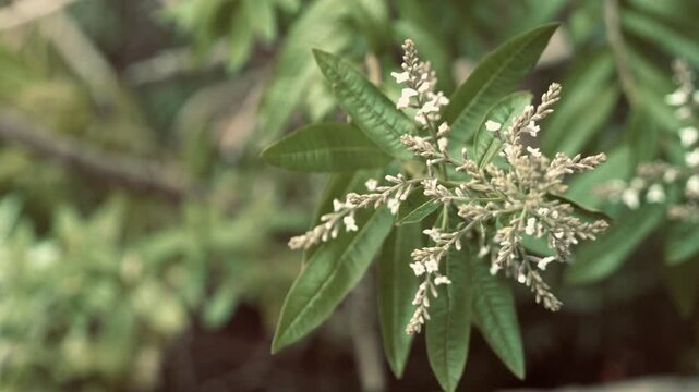 Close-up of the flowering plant Aloysia citrodora known as cedron, citron, lemon verbena or lemon verbena.
