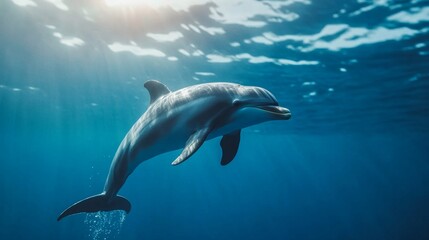 Fototapeta premium A dolphin navigates through vibrant underwater scenery, showcasing its agility and playfulness in the ocean's depths, illuminated by sunlight.