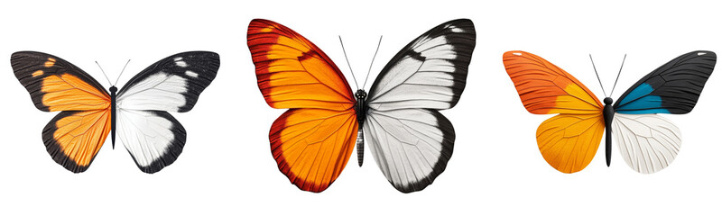 Colorful butterflies with vibrant wings in various patterns and colors