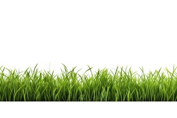Fototapeta premium Green grass border backgrounds outdoors plant.