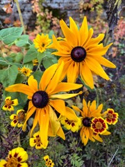A close-up view of bright yellow and orange flowers in full bloom, adding warmth to an autumn garden. The detailed petals and dark central cones of the flowers stand out against a blurred background