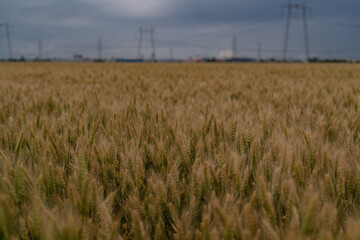 Obraz premium Wheat land in Romania, the country also known as the Granary of Europe. Golden plain with grains cultivated for the production of flour
