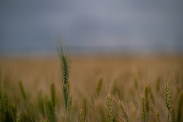 Wheat land in Romania, the country also known as the Granary of Europe. Golden plain with grains cultivated for the production of flour