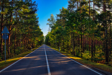 road through the forest