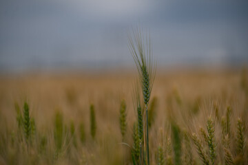 Wheat land in Romania, the country also known as the Granary of Europe. Golden plain with grains cultivated for the production of flour