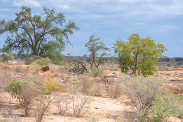 A vast desert landscape featuring trees, Africa, Tsavo East National Park, Kenya