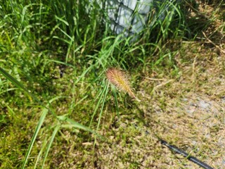 Landscape grass