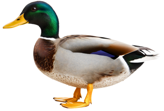 Graceful duck bird animal, elegant isolated side profile wildlife, distinctive beak feather green full length, natural waterfowl wild, beautiful aquatic nature