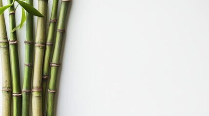 Fototapeta premium A close-up image of bamboo stems on a white background, showcasing their natural beauty and symbolizing strength, flexibility, growth, nature, and peace.