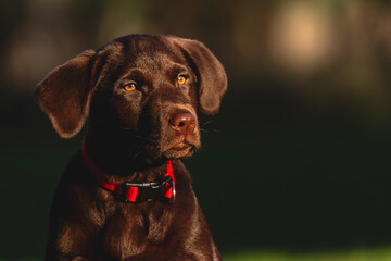 A portrait head and shoulders shot of Coco, a 12 week old Chocolate Labrador Retriever, sitting in her garden on a sunny winter's day, her colours accentuated by the low sun, and reflected in her eyes