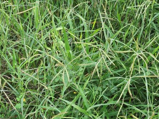 Green grass