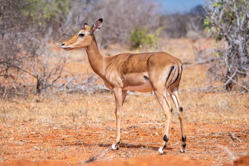 A deer is standing in the dirt Tsavo East National Park, Kenya