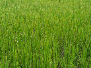 Rice plants in the field are beginning to bear ears.