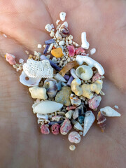 Beautiful tiny sea shells and coral pieces 