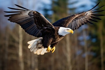 Obraz premium Animal eagle bird bald eagle.