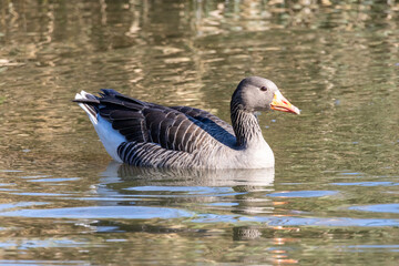 Oche selvatiche all'oasi naturalistica di Manzolino