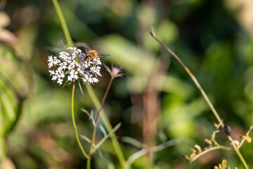Eristalo tenace, Eristalis tenax, o mosca drone su fiore.