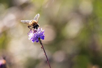 Oche selvatiche all'oasi naturalistica di Manzolino