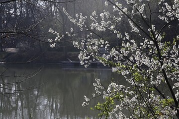 fleur de Prunellier commun, Prunus spinosa