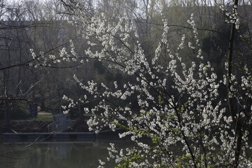 fleur de Prunellier commun, Prunus spinosa