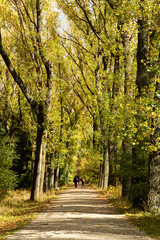 Fototapeta premium Paisaje otoñal del bosque Finlandés con personas paseando, Rascafría.