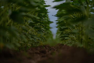 Sunflower cultivation in the plains. The evolution of cereals before flowering, from planting to harvesting. Healthy development of the culture for the production of edible oil
