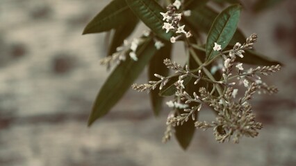Close-up of flowering plant Aloysia citrodora known as cedron, citron, lemon verbena or lemon verbena. Background of medicinal green leaves.