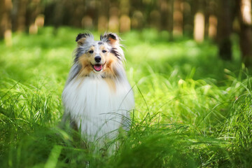Happy beautiful blue merle sheltie siting in fresh green grass in forest