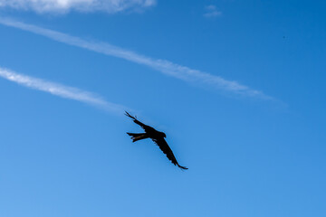 close-up of a black kite (Milvus migrans) in flight 