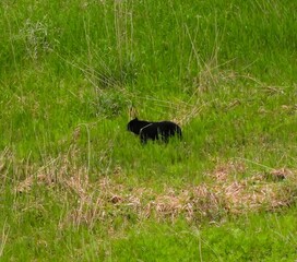 耕作放棄地を歩くツキノワグマ