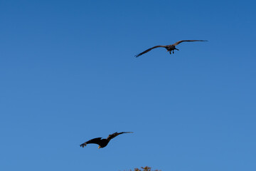 close-up of a black kite (Milvus migrans) in flight 