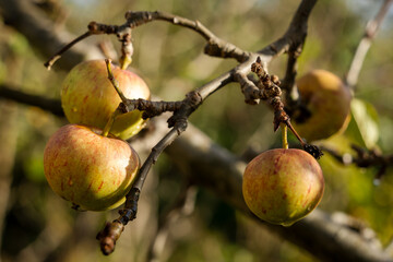 Apples on the tree in an orchard Fall or Autumn. Seasonal concept, Autumnal fruit, gardening , allotment, growing apple variet