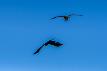 close-up of a black kite (Milvus migrans) in flight 