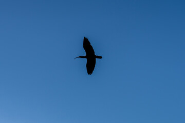 northern bald ibis, hermit ibis, or waldrapp (Geronticus eremita) in flight