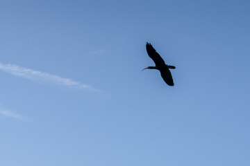 northern bald ibis, hermit ibis, or waldrapp (Geronticus eremita) in flight