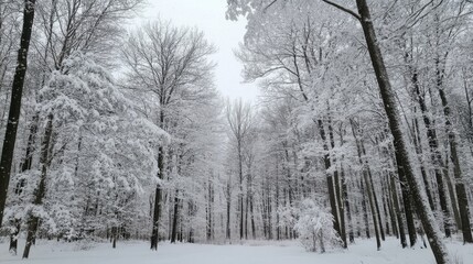 Snow-covered forest with tall trees laden with snow, creating a winter wonderland. Serene and captivating winter scenery.