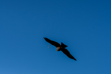 close-up of a black kite (Milvus migrans) in flight 