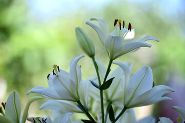 Fototapeta premium Lilium. white lily field. beautiful lily flower, close-up. delicate white lilies in the garden, in the flowerbed. floral background. blurred green natural background. summer garden