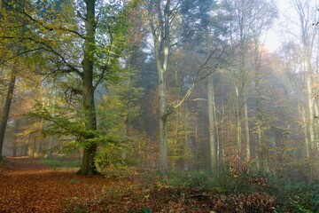 morning in the forest with fog