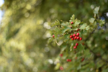 Crataegus. autumn forest red berries on a branch. Close-up of ripe winter fruits of red hawthorn with natural background. bokeh, place for text. hawthorn bush, berries in medicine, cosmetology