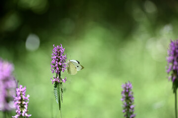 Pieris rapae. white butterfly sitting on pink wildflowers. summer season. beautiful delicate butterfly on a flower close-up. Blurred light background. insects in nature, macro photo.