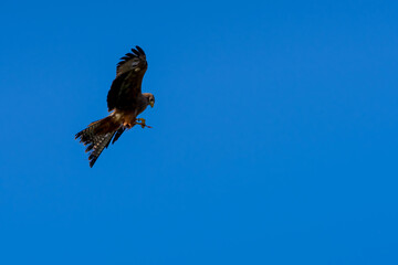 close-up of a black kite (Milvus migrans) in flight 