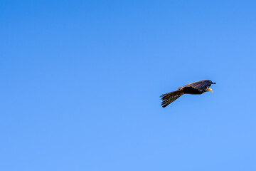 close-up of a black kite (Milvus migrans) in flight 
