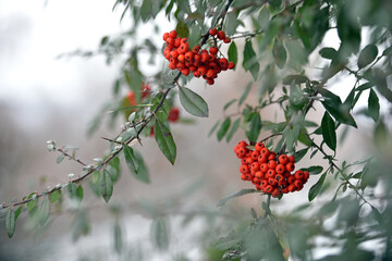 Mountain rowan ash branch berries on blurred background. Autumn harvest still life scene. Soft focus backdrop photography. Copy space. red berries of overripe rowan. close-up