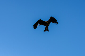 close-up of a black kite (Milvus migrans) in flight 