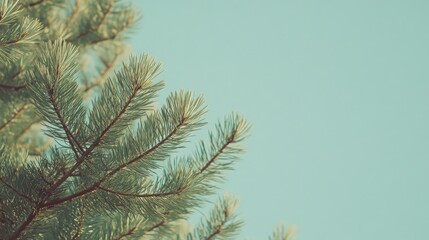 Obraz premium A close-up shot of a pine tree trunk with a bright blue sky in the background