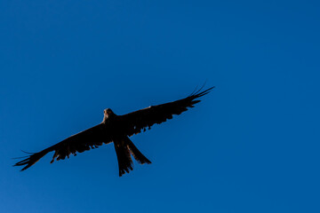 close-up of a black kite (Milvus migrans) in flight 