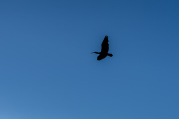 close-up of a black kite (Milvus migrans) in flight 