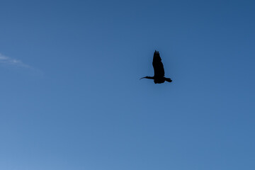 close-up of a black kite (Milvus migrans) in flight 